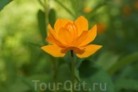 Trollius asiaticus