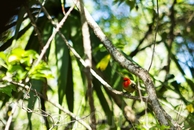 Маврикийский кардинал (Mauritian Fodi) , назван так за своё ярко-красное оперение на голове