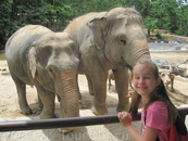 Зоопарк Кхао Кхео - слоники презабавные и умные.
