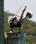 Пеликан - главная птица Виргинских островов!