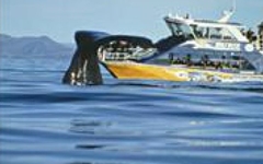 Best Western Camelot Motor Lodge