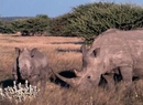 Фото Desert Rhino Camp