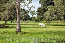 Прогулка на лошадях. Прогулка на лошадях.