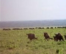 Фото Lemala Ewanjan