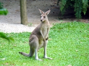 Singapore Zoo