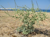В Скале на пляже растет это чудо-растение. Неделю ходил мимо и все-таки сфотографировал.