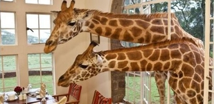 Giraffe Manor Boutique