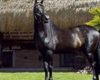 Фото отеля Finca Hotel Paso Fino Фото отеля Finca Hotel Paso Fino