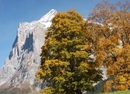 Фото Alpenhof Grindelwald