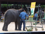 Тропический парк Нонг Нуч. Шоу слонов.