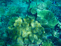 Подводный мир-мягкие кораллы