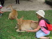 Зоопарк Кхао Кхео - животные совсем ручные.