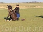 Специально для туристов всадники-табунщики — по-венгерски «чикоши» — устраивают зрелищное конное шоу, изумляя публику виртуозной джигитовкой. Боже мой ...
