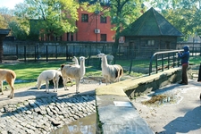 Открытые вольеры зоопарка. Ламы