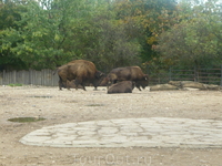 буйволы... или бизоны...в общем я не зоолог. на будущее отмечу себе что надо и таблички фотографировать)))
