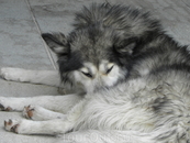 Обитатель Будвы.То ли волк, то ли пес с разными по цвету глазами.