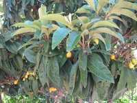 При отеле есть свой сад, где выращивают овощи и фрукты для стола туристов. Мне разрешили сорвать апельсины домой прямо с дерева. Это так здорово - кушать ...