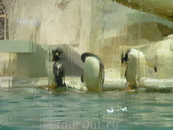 пингвины :)