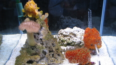 Коралловые жители