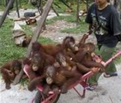 Borneo Home B&B
