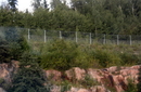 Обочина трассы в Финляндии с защитной сеткой (чтобы не выбегали животные и не мусорили в лесу туристы)
