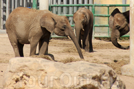 Слоники...
Зоопарк Фригиа - Friguia Park - между Сусом и Хаммаметом