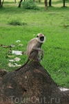 обезьянки в Анурадхапуре