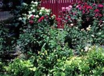 Adriana House Eforie