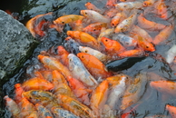 Золотая рыбка, как одомашненная форма серебряного карася, была выведена в Китае лишь в 960 году.