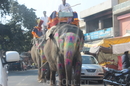 Слоны на улочках Форта Амбер.