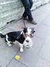 Собака - нищий на Невском (снимок с телефона)
