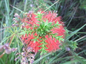 Еще один bottlebrush (Gravel bottlebrush)