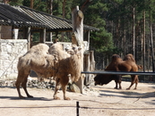 Рижский зоопарк