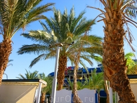 Флора и фауна... Флора и фауна...