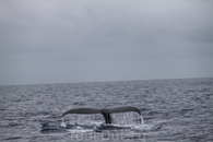 февраль-март размножаются киты