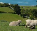 Фото Austin Heights Bed & Breakfast Kaikoura