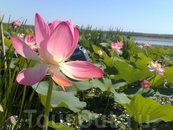 Цветок лотоса в Астраханской области - самый большой в мире!