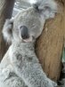 царство сонных коал