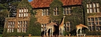 Фото отеля Giraffe Manor Boutique