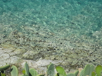 Кактусы и морские ежи на о.Спиналонга