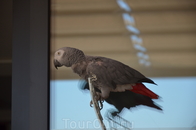 Попугай в отеле