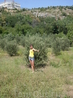 оливковая роща