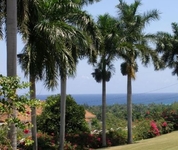 Paradise Birds Eye View