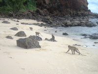 Обезьянки на Monkey Beach, Ко Лан