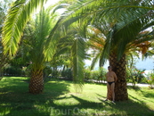 ананасовые пальмы