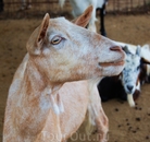 коза - главный объект животноводства на Корфу
