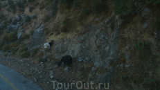Горные дикие козлики (кри-кри или агрими,как называют местные жители) жмутся к скале,там прохладней.