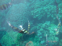 Рыбы и кораллы (снимок сверху) Рыбы и кораллы (снимок сверху)