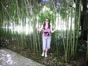 Сухум. Ботанический сад. Бамбуковая аллея.