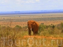 Слоны всё таки,самые замечательные животные саванны,и выглядят "монументально" и позируют охотно.:))